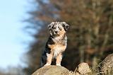BERGER AUSTRALIEN PUPPIES 675